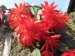 Epiphyllopsis Berg. Velikonoční kaktus 2