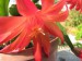 Epiphyllopsis Berg. Velikonoční kaktus.