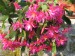 Epiphyllopsis Berg. 3 Velikonoční kaktus