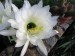 Echinopsis 2
